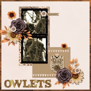Owlets 1 small.jpg