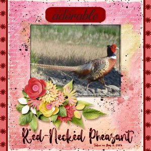 Red-necked Pheasant.jpg