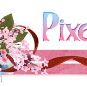 Cherry Blossoms