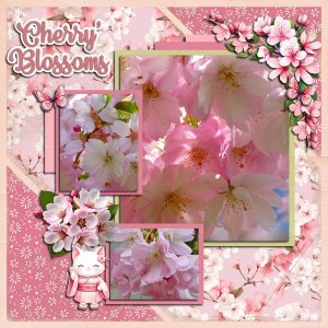 Cherry Blossoms