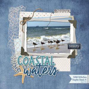 Willet Reflections 3-3-25