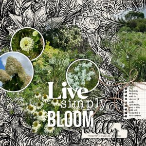 Bloom Wildly.jpg