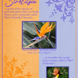 Strelitzia