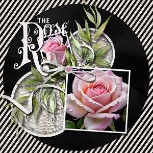 The-Rose-copy.webjmb.jpg