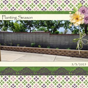 Planting Season