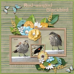 Red-winged Blackbird small.jpg