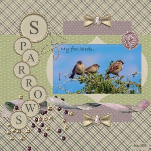 -15 - May 2025 Bingo Challenge-My fav.birds-Sparrows.jpg