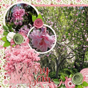 Cherry Blossom