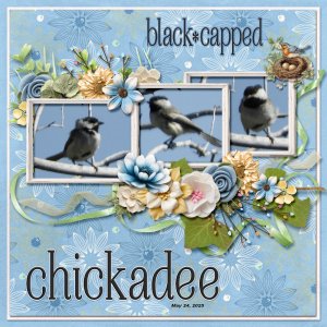 black-capped chickadee.jpg
