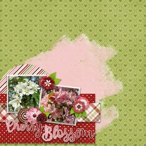 Cherry Blossom