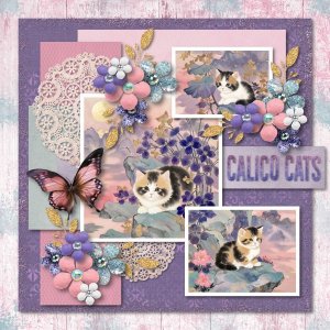 calico cats