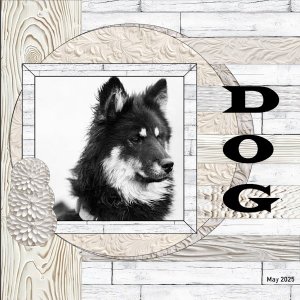 32e-May 2025 Wild About Styles challenge - DOG.jpg