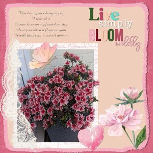 Now My Azalea!.jpg