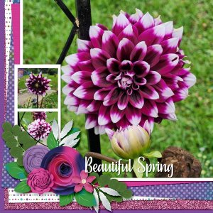 Beautiful Spring