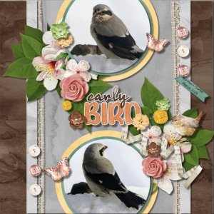 Early Bird