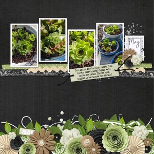Succulents May 2025