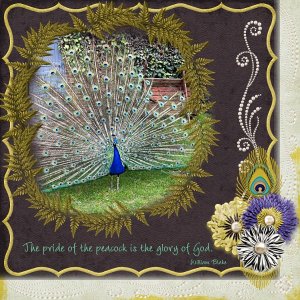 Pride of the Peacock
