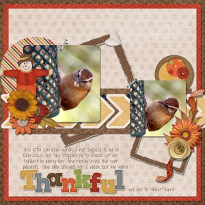 Carolina Wren
