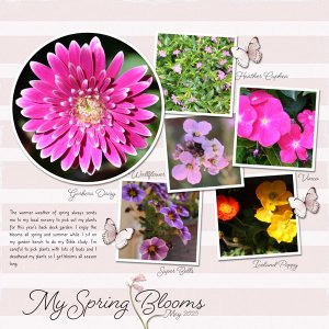 Spring Blooms