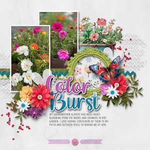 Moss Roses