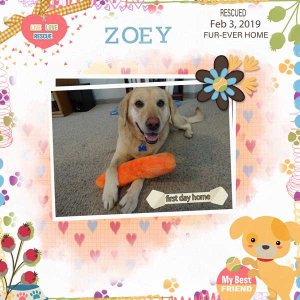 pet-adoption-adrienne-skelt.jpg