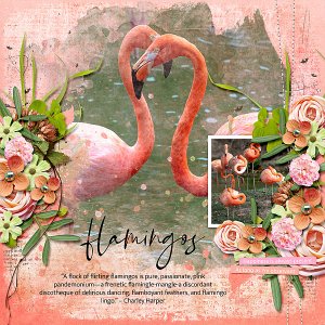 Flamingos