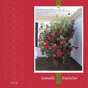 Camellia Explosion
