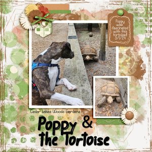 Poppy-&-the-Tortoise.jpg