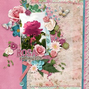 Roses are my favorites