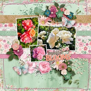 Beautiful Blooms