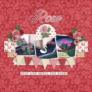 Rose-web.jpg