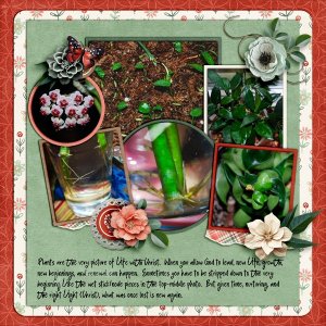 sly_cap_newgrowth_625-web.jpg
