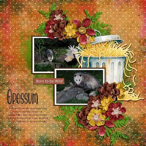 Opossum