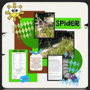 Spider