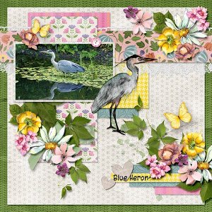 Blue Heron