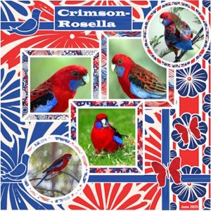 35e - June 2025 - Wild About Styles -Crimson-Rosella.jpg