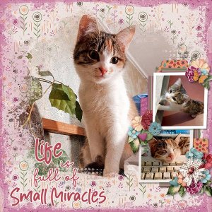 SmallMiracles_ollitko_600.jpg