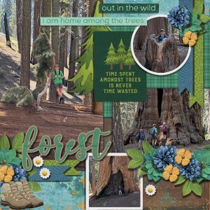 DLPatt_Forest_web.jpg
