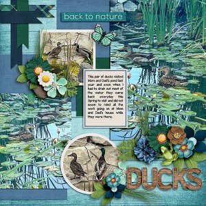 Ducks.jpg