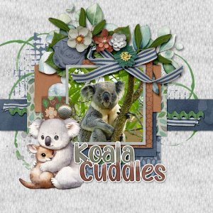 Koala Cuddles