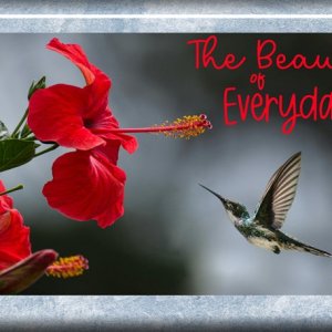 The-Beauty-of-Everyday