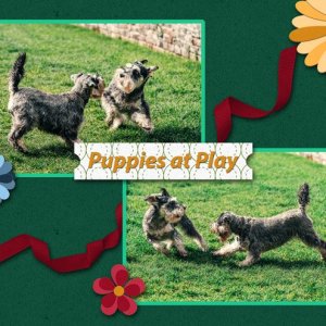 Puppies-at-Play