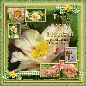 Tree Peony Garden
