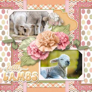 Little Lambs