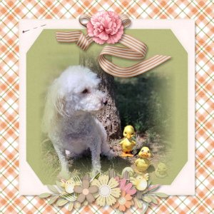Apollo and his Chicks