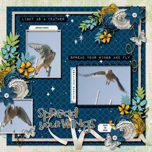 American Kestrel 2025 small.jpg