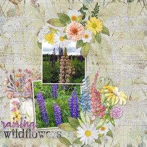 Lupines
