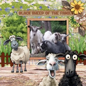 Black-sheep-of-the-family.jpg