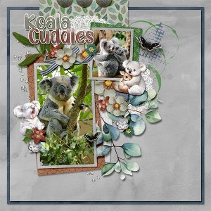 Koala cuddles