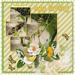 butterfly eggs small.jpg